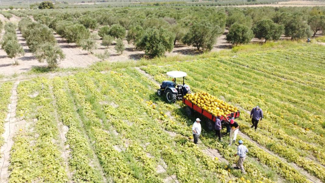 Manisa'da hasadı başladı. Kışa saklamak için bebek gibi taşınıyor 1